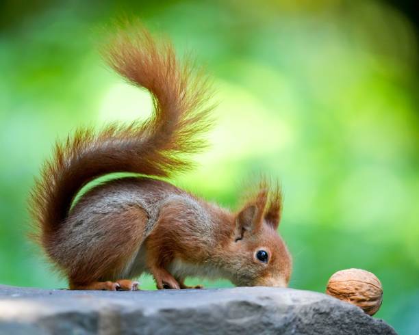 istock Close-up view of a red squirrel looking at the walnut on the stone 1445928094