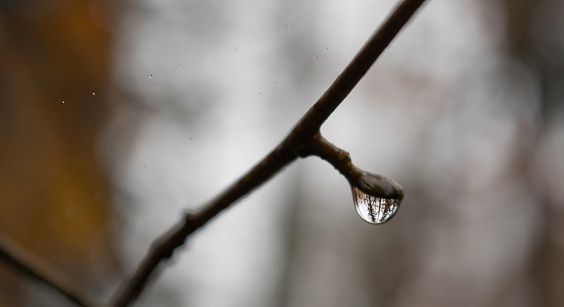A closeup shot of a rain drop on a branch