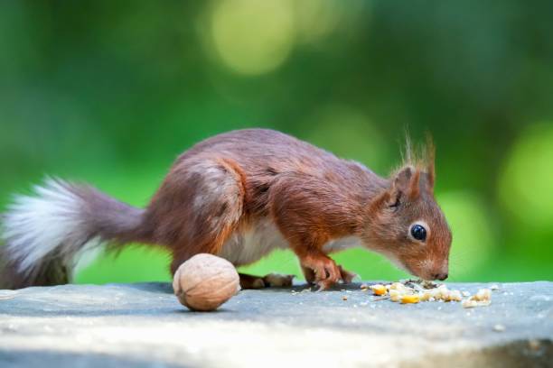istock Close-up view of a red squirrel eating walnuts under the sunlight 1445928210