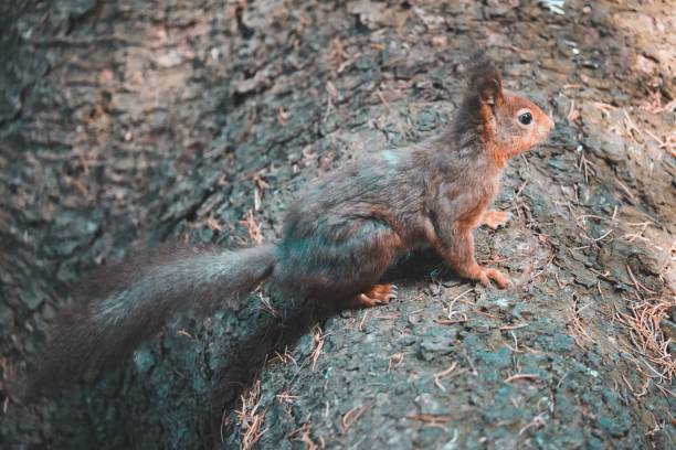 istock High-angle view of a red squirrel on the tree branch with the sunlight illuminating its face 1445928451