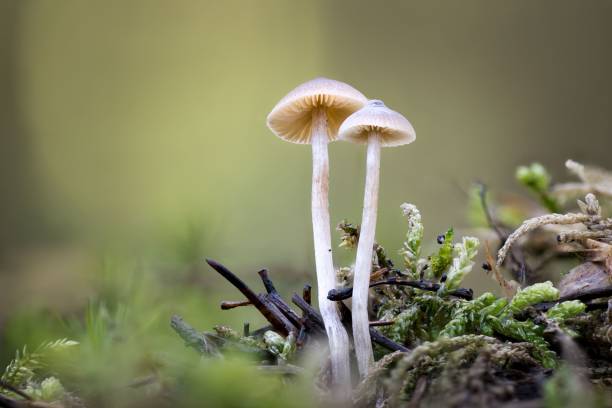 숲의 땅에서 자라는 라카 리아 자수정의 근접 촬영 - 자주졸각버섯 뉴스 사진 이미지