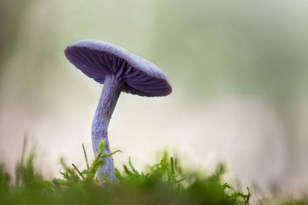 숲의 땅에서 자라는 laccaria 자수정 (자수정 사기꾼)의 근접 촬영 - 자주졸각버섯 뉴스 사진 이미지