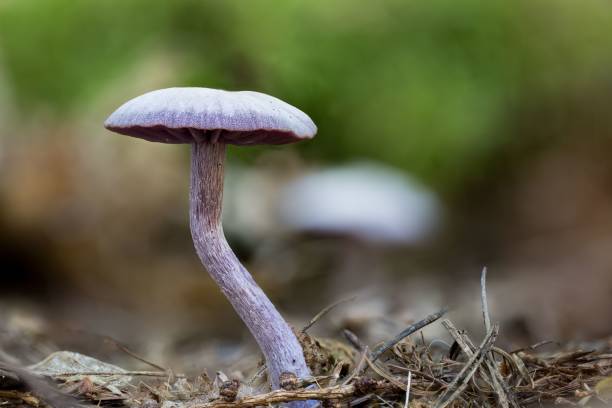 숲의 땅에서 자라는 laccaria 자수정 (자수정 사기꾼)의 근접 촬영 - 자주졸각버섯 뉴스 사진 이미지