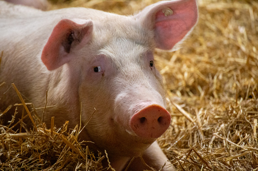 Species-appropriate pig husbandry with husbandry in stable groups of stalls, daylight, straw, individual feeding stalls and separate manure area