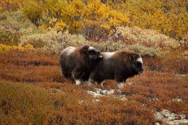 istock Two musk ox babies playing on a high mountain during the fall season 1445929829