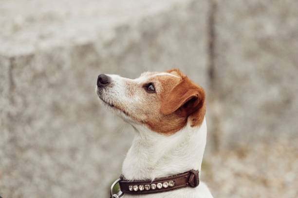 istock Close-up shot of a Jack Russell Terrier 1445929846