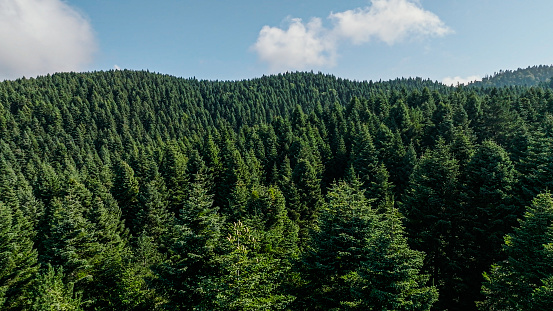 aerial view of pine forest, aerial view of nature, green forest, mountain peak view