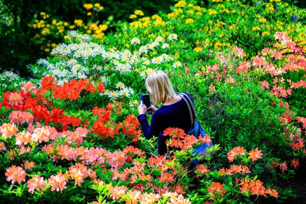 High angle shot of a female taking photos of blooming colorful flowers in a garden A high angle shot of a female taking photos of blooming colorful flowers in a garden columbine stock pictures, royalty-free photos & images