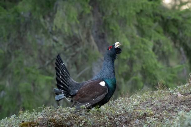 istock Selective focus shot of a Western Capercaillie (Tetrao urogallus) looking up in a forest 1445931402