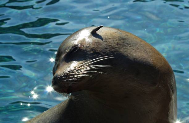 istock Sea lion sunbathing on the surface against a clear water 1445931567