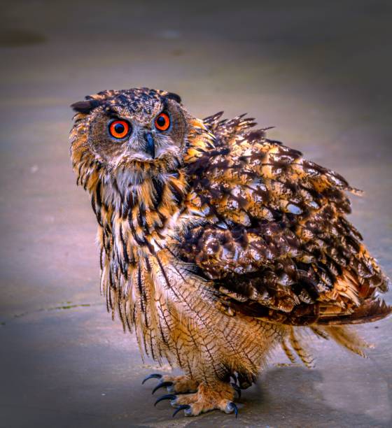 istock Closeup shot of a Eurasian eagle-owl looking into the camera 1445931677