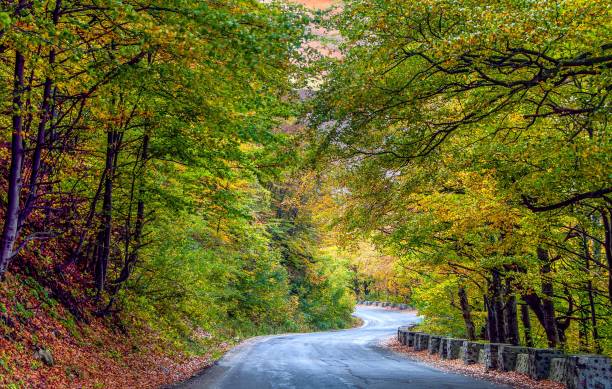istock Aerial view of a beautiful forest during autumn 1445931702