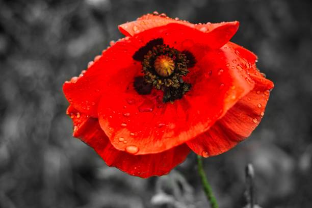 istock Selective focus shot of red poppy with water drops 1445931716