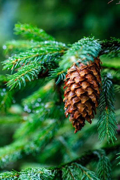 istock Vertical shot of a brown pinecone on a green pine branch 1445931722