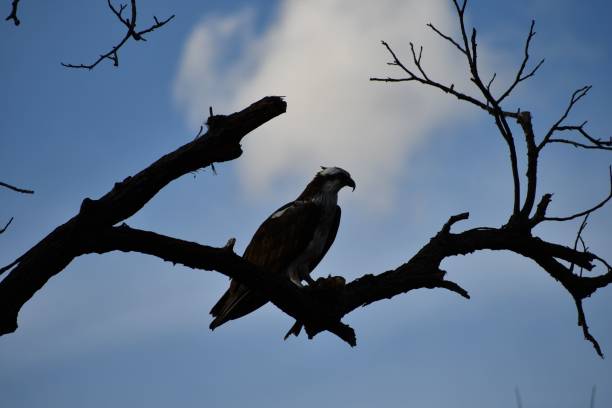 istock Low angle shot of an osprey bird perched on a branch under a blue sky 1445931759