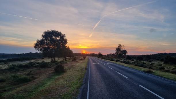 istock Beautiful view of an empty road with trees during orange sunset 1445931956