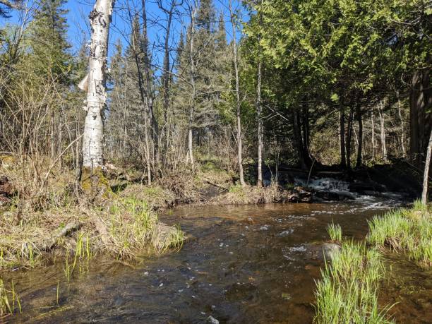 istock Scenic view of a river surrounded by trees with the blue sky above 1445932004