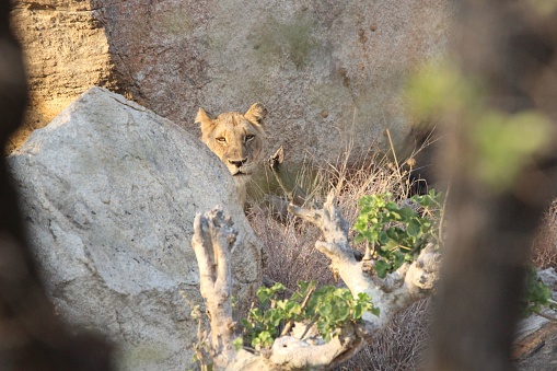 A shallow focus shot of a lioness looking from behind a rock