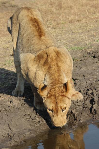 istock Vertical shot of a lioness drinking from a pond 1445932249
