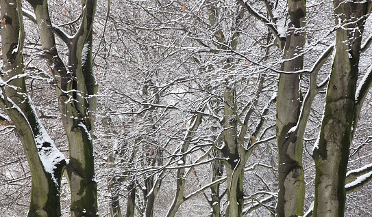 A scenic view of trees covered with hoarfrost in a snowy winter