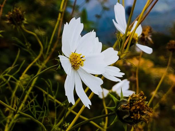 Closeup of a white cosmos flower.