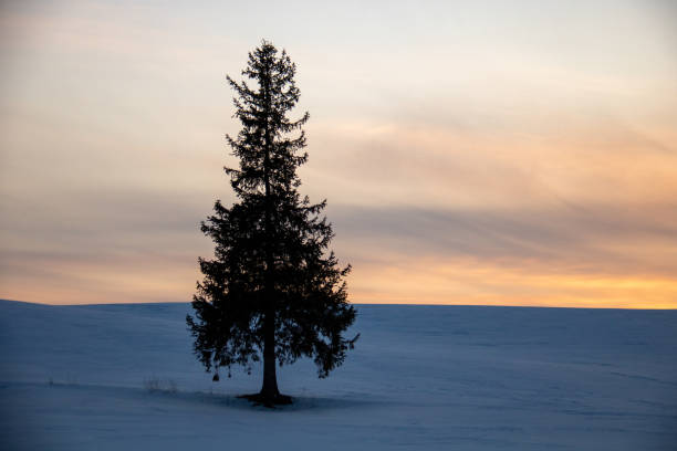 Pine tree standing in the snow field at dusk