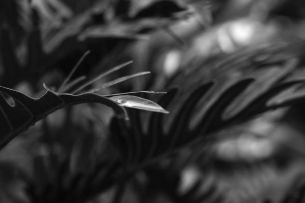 istock Grayscale shot of lacy tree philodendron (Philodendron Selloum) leaves 1445932553