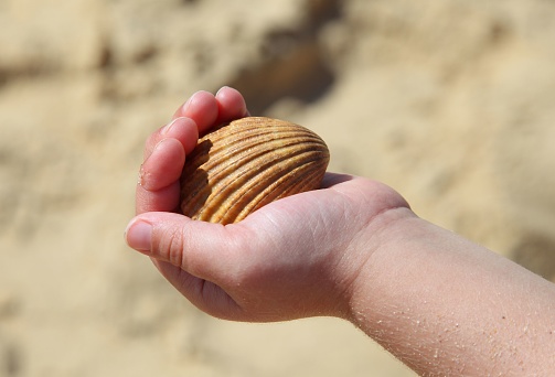 A closeup of a child's hand holding a rough scallop (Aequipecten muscosus) shell at the beach