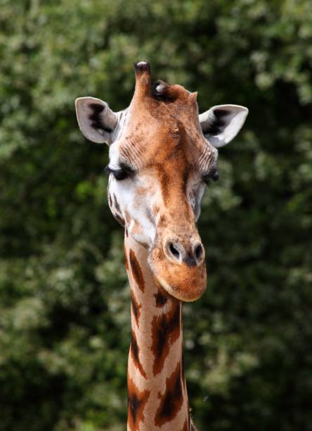 istock Vertical head portrait of a giraffe with eyes looking down on a blurred green background 1445932562