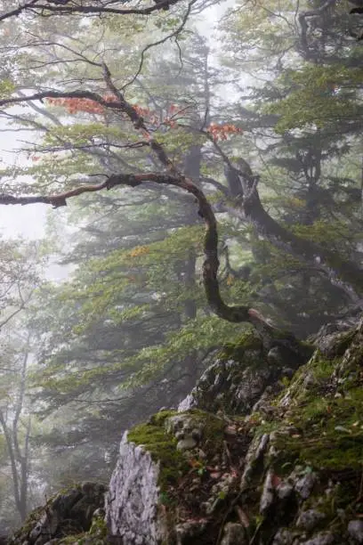 A beautiful vertical shot of trees covered with mist at the Creux-du-Van famous canyon in Switzerland