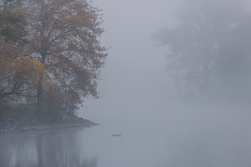 A beautiful natural view of foggy autumnal morning at the Murten lake in Switzerland