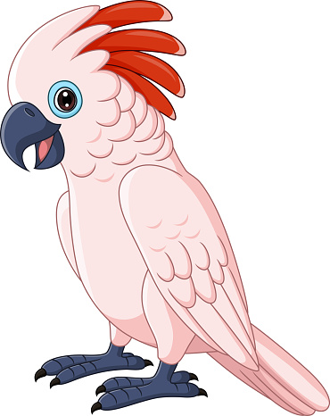 Cartoon Moluccan Cockatoo Parrot on White Background