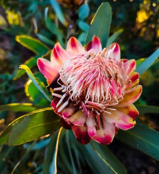 A closeup shot of a beautiful sugarbush (protea) flower blooming in the garden