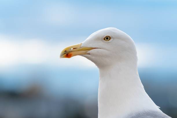 istock Closeup of a calm seagull with blurred clouds the background 1445933130