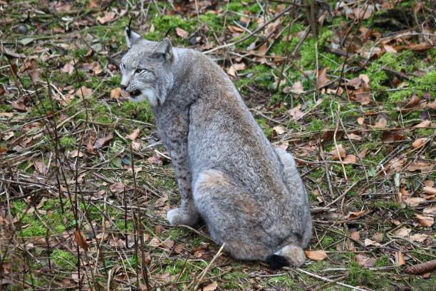 istock Closeup of a Eurasian lynx looking aside, lying on green grass 1445933598