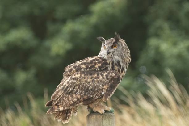 istock Portrait of an Eurasian eagle-owl perching on a wooden pole outdoors with blurred background 1445933656