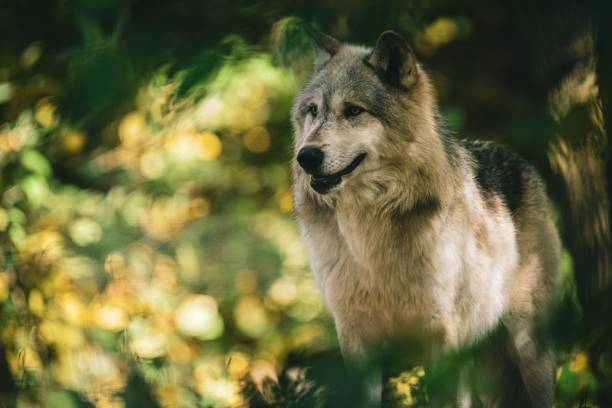 istock Selective focus shot of a lonely wolf against the blurry bokeh background 1445935047