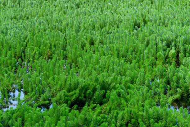 緑色のオウムの羽の植物、水面上のミリオフィラムアクアティカムフィールドのハイアングルショット - myriophyllum aquaticum ストックフォトと画像