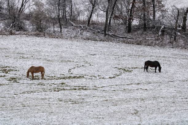 istock Horses grazing in a snow-covered pasture with a small distance between them 1445935169
