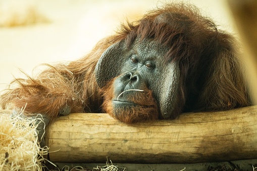 Orangutan making a funny face