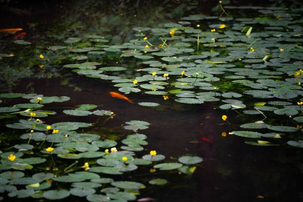 Beautiful view of lily pads and utricularia in the pond A beautiful view of lily pads and utricularia in the pond utricularia stock pictures, royalty-free photos & images