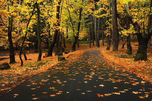 A turning rural road through a beautiful orange autumn forest