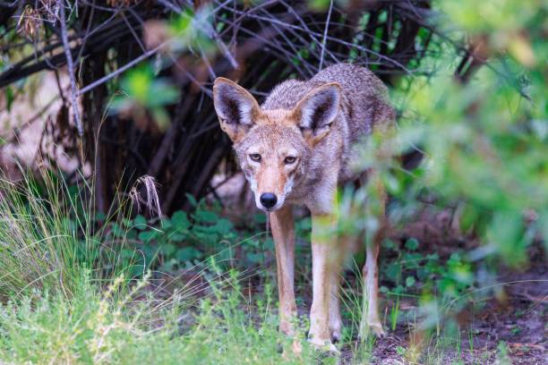 istock Fox standing on plants in the animals park 1445935968