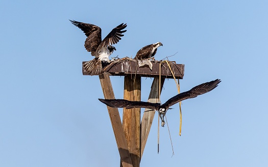 A beautiful shot of falcons making a nest against blue sky