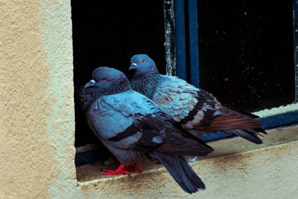 istock Closeup shot of two pigeons perched on a windowsill together 1445936087