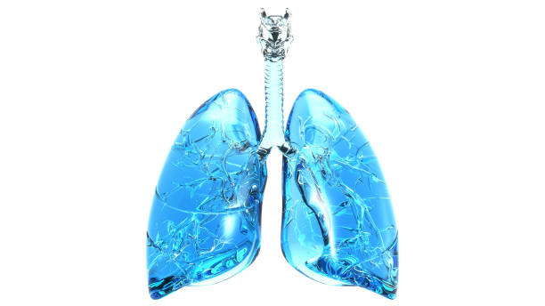 istock Human Respiratory System Lungs Anatomy 1445936210