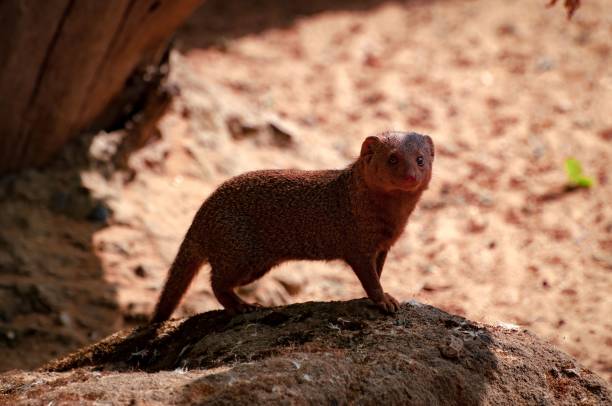 istock Alert yellow mongoose standing on a sandy rock 1445936468