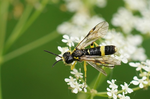 Closeup on a wasp mimicking sawlfy, Tenthredo temula sitting on white cow parsley flower , Anthriscus sylvestris in the field