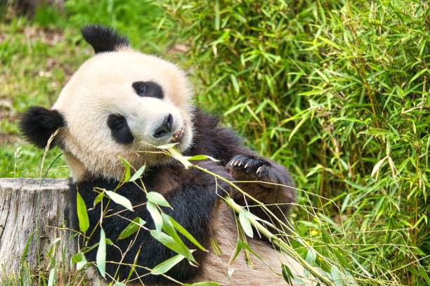 istock Beautiful shot of a great panda eating some bamboo 1445936849