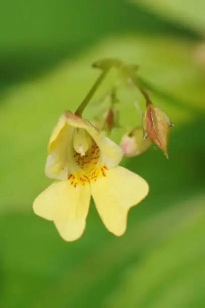 Vertical closeup on a yellow flower of the small-flowered touch-me-not, Impatiens parviflora in the field